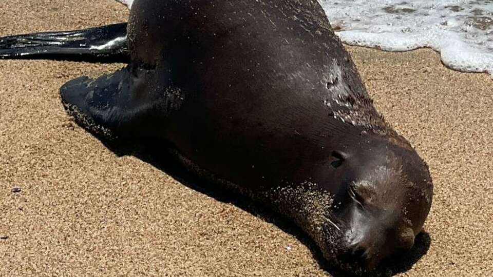 The National Oceanic and Atmospheric Administration is offering a reward of up to $20,000 in exchange for information leading to a civil penalty or criminal conviction in the fatal shooting of a California sea lion found at a Southern California beach in August. 