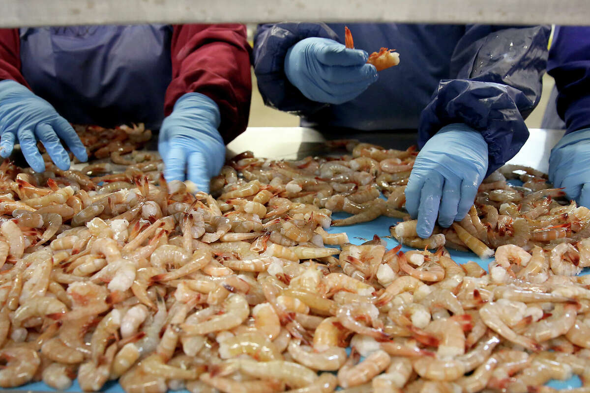 Workers remove the heads of the shrimp at Galveston Shrimp Co. in 2015. The business and its parent company are mired in multiple lawsuits.