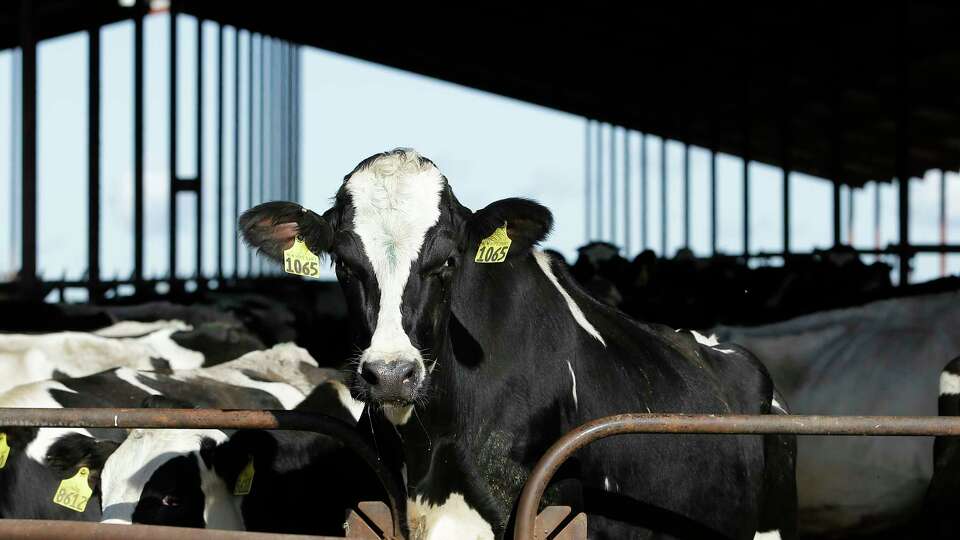 FILE - Cows are seen at a dairy in California, Nov. 23, 2016. The U.S. Food and Drug Administration said Tuesday, April 23, 2024, that samples of pasteurized milk had tested positive for remnants of the bird flu virus that has infected dairy cows. (AP Photo/Rich Pedroncelli, File)