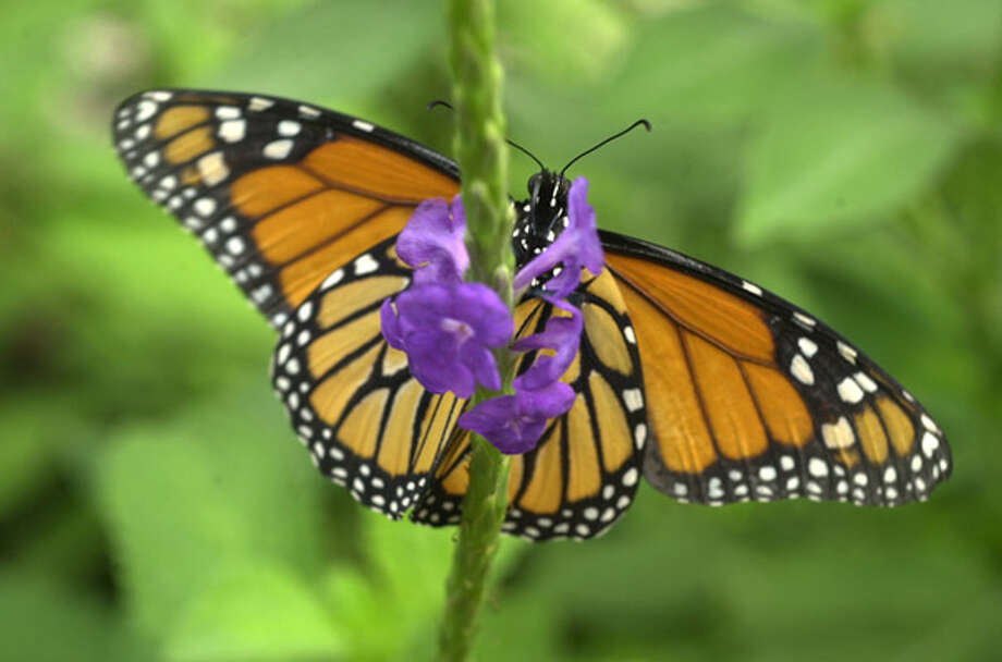 A butterfly buffet San Antonio ExpressNews