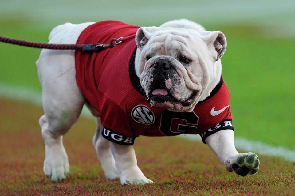 Texas football: Mascot Bevo has a history with Georgia's Uga