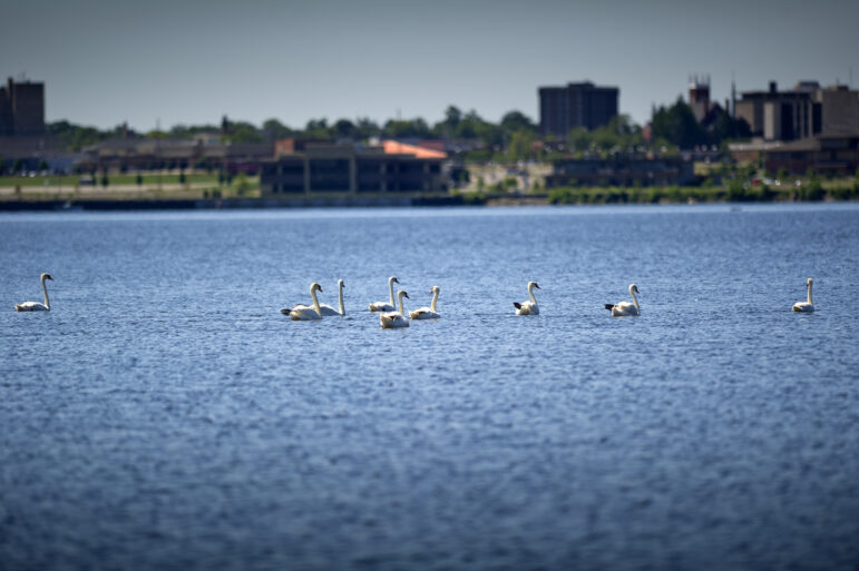 Source of high PFAS levels in Muskegon Lake foam unknown