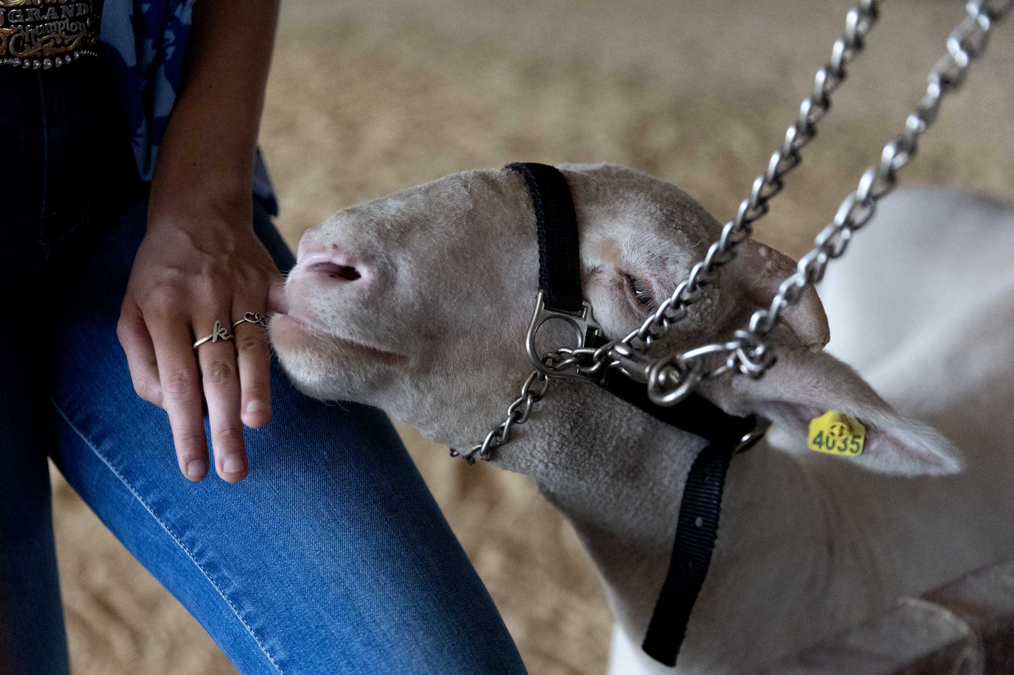 Stray dog attack kills nine show goats at Texas FFA barn