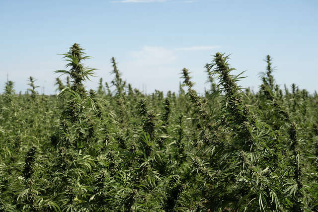 The Bay Area has one of the biggest cannabis farms in America