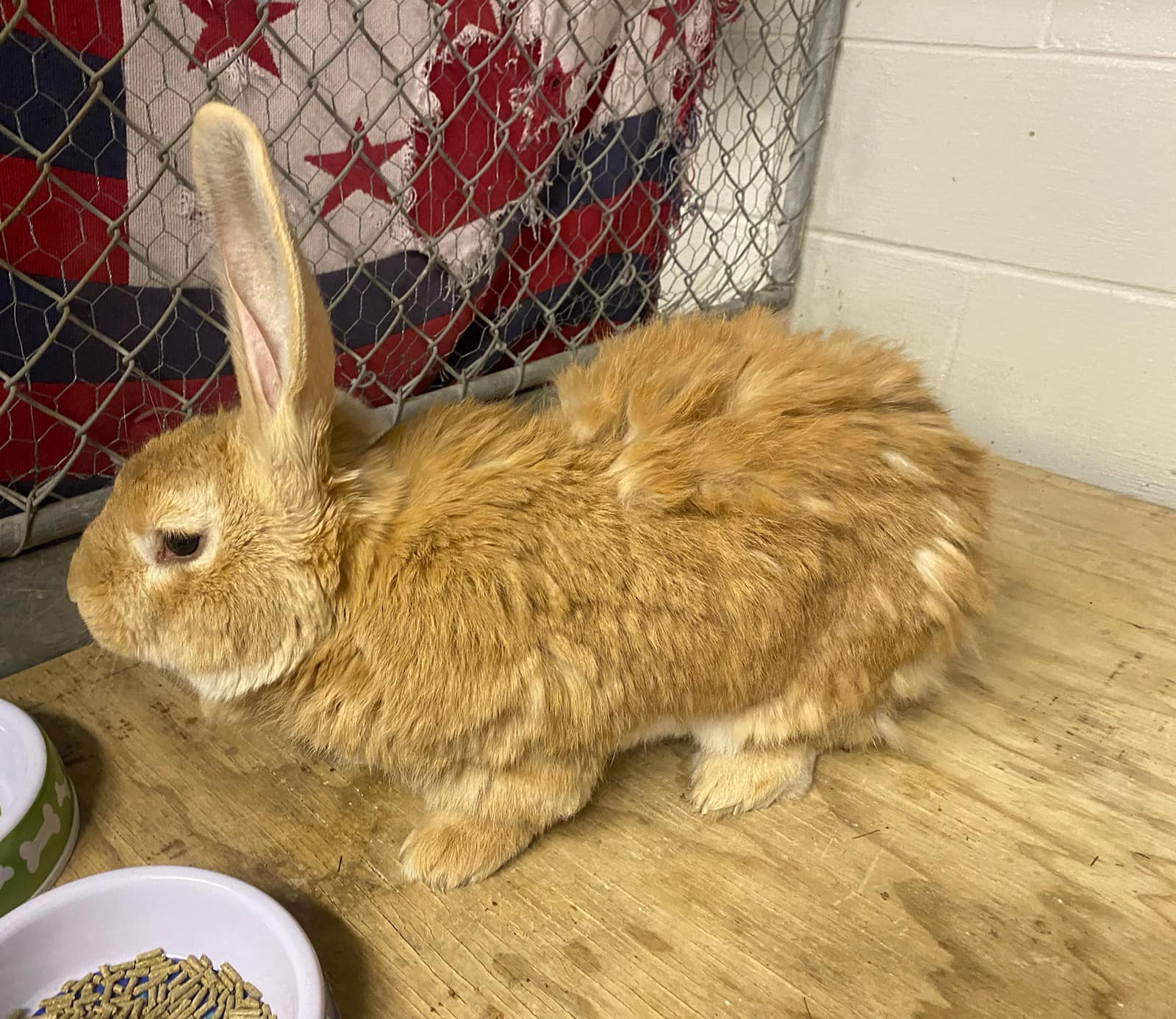 Police search for owner of abandoned domestic rabbit found in Enfield
