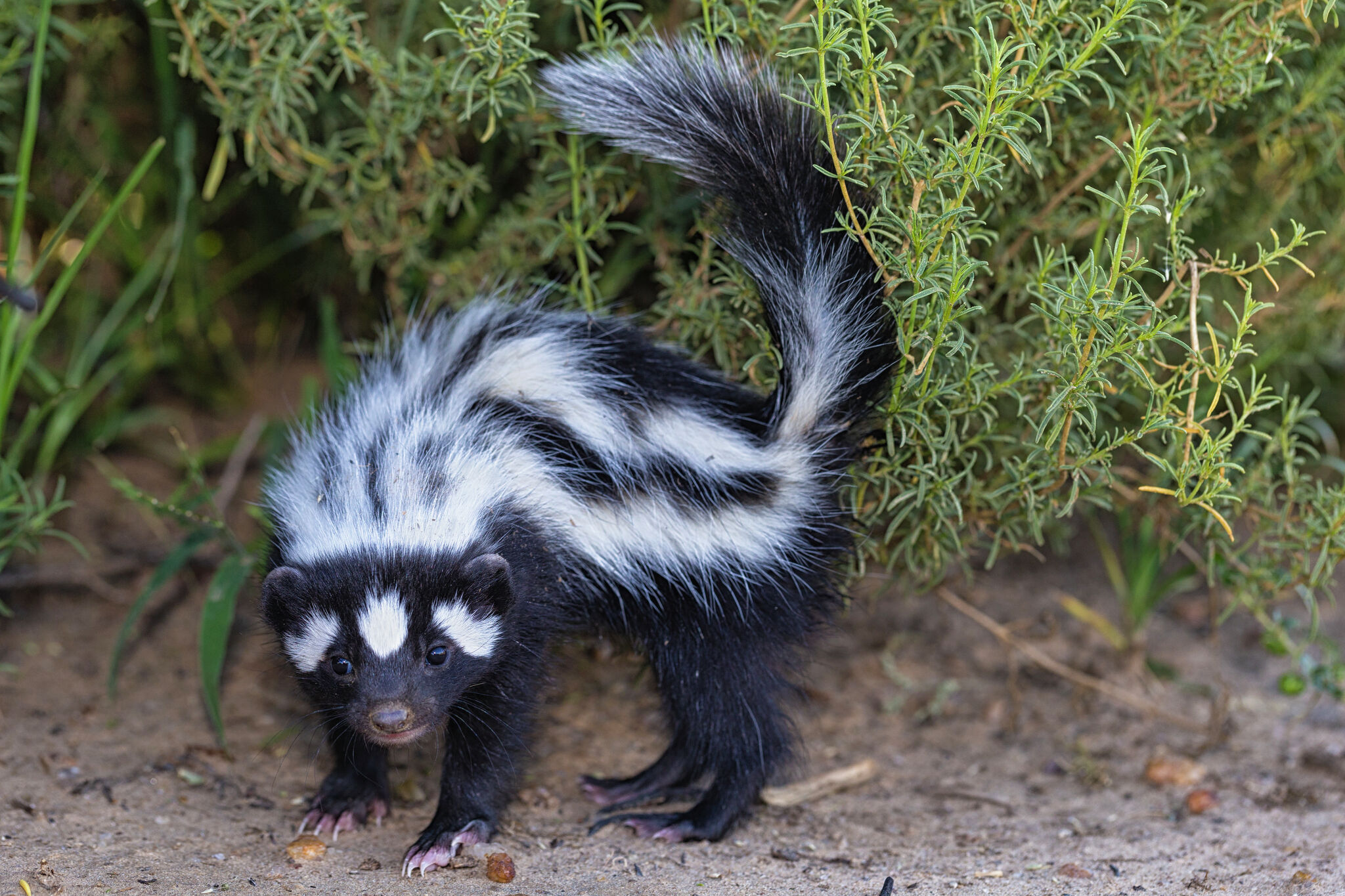 Skunk that bit Northern California zoo visitor may have had rabies - SFGATE