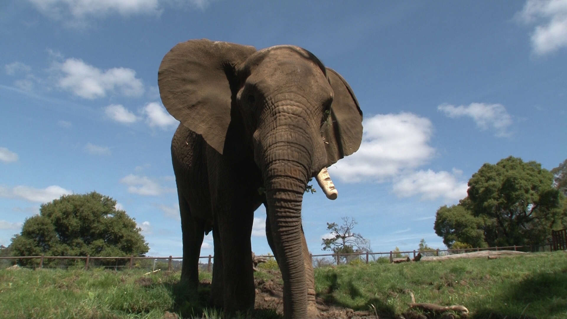 Oakland Zoo's last elephant begins new life in Tennessee