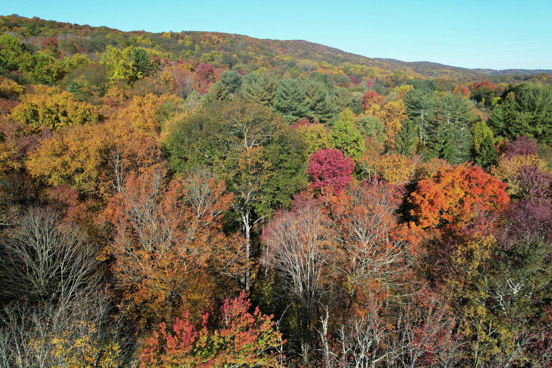 A look behind the science of why trees turn different colors