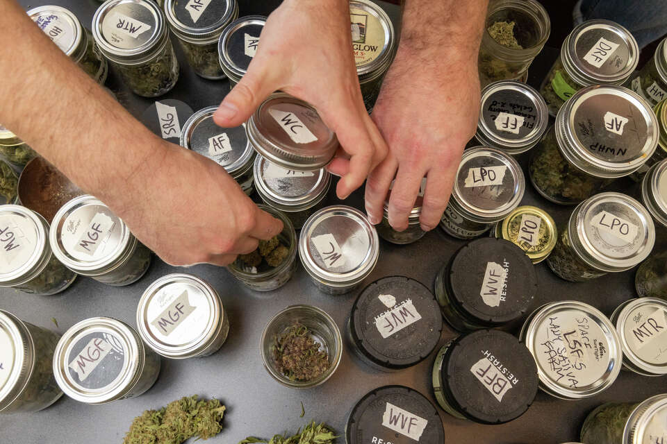 Brothers Eli and Noah Melrod have a large selection of cannabis flower samples grown by small artisanal farms on their living room coffee table in their house in San Francisco on Oct. 15, 2024.