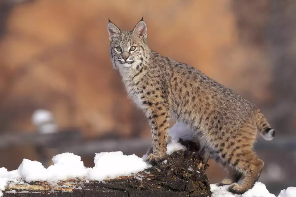 It might look like a bit like your pet cat – but this fierce predator is a skilful swimmer who can sprint at 30mph and is anything but cuddly…