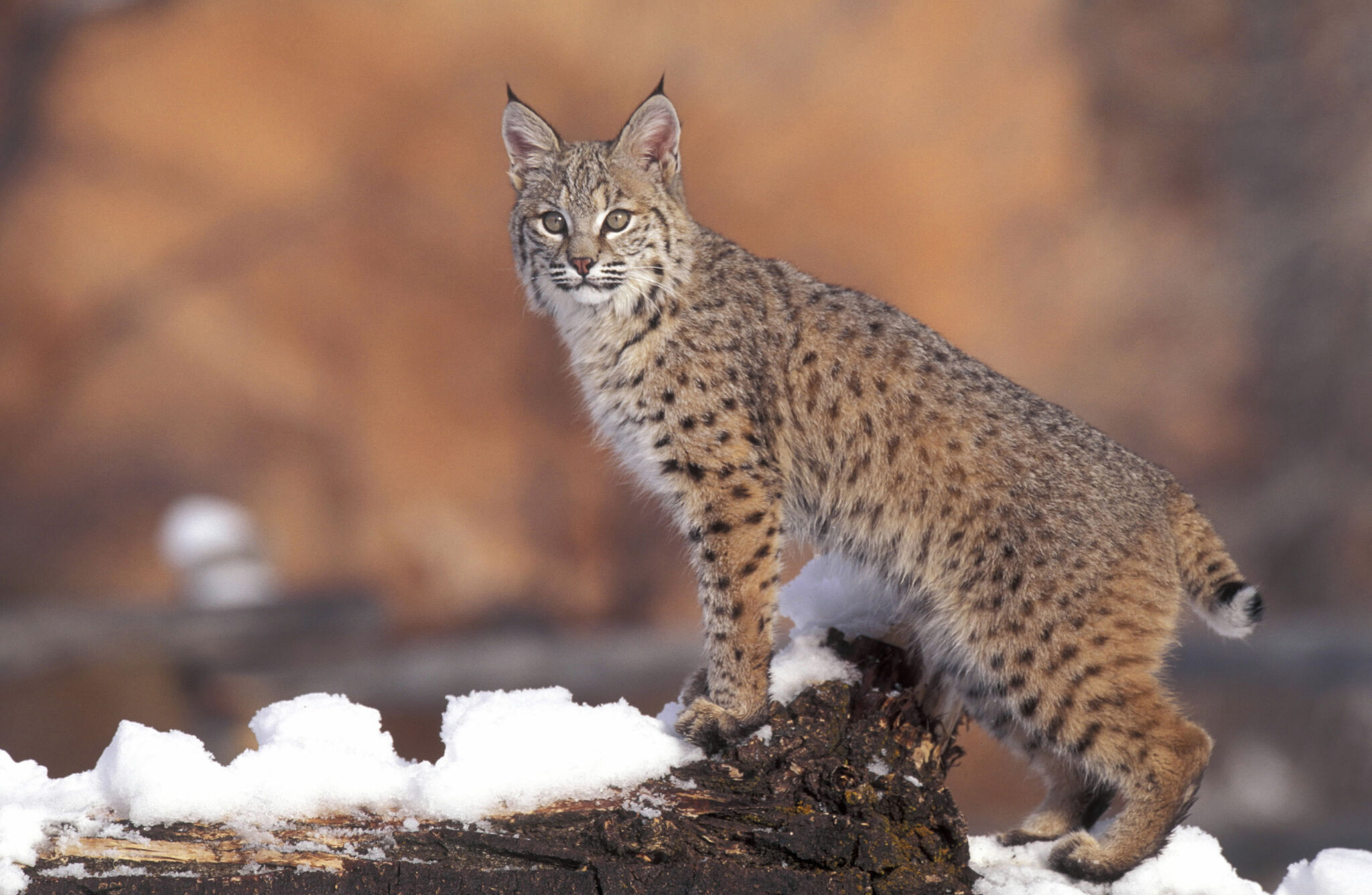 Michigan hunters need to get bobcat kill tags by Oct. 31