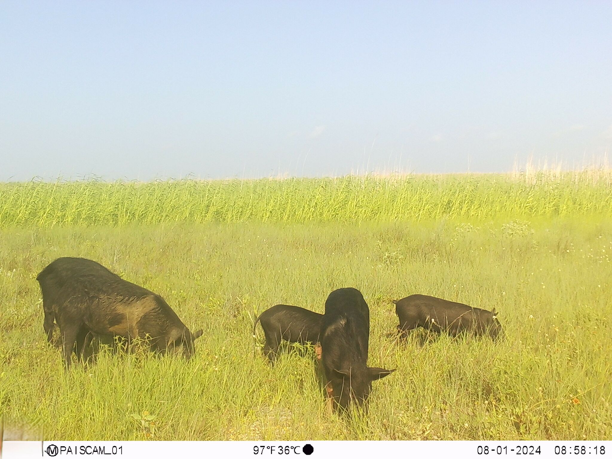 Texas wildlife disturbed by invasive feral pigs, antelope