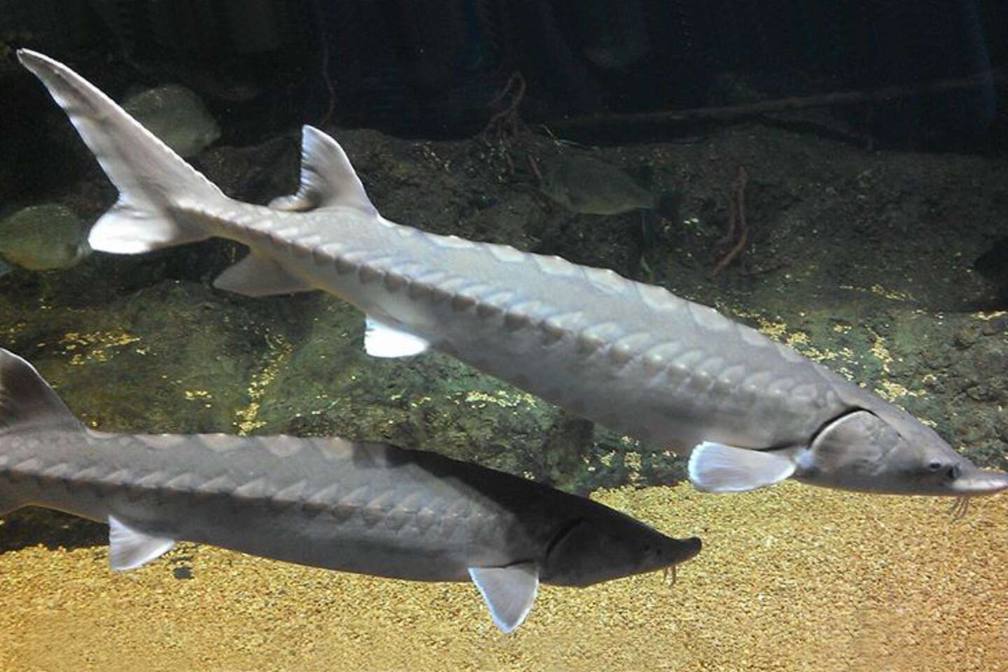 Riverkeeper to sue New York, New Jersey over endangered sturgeon