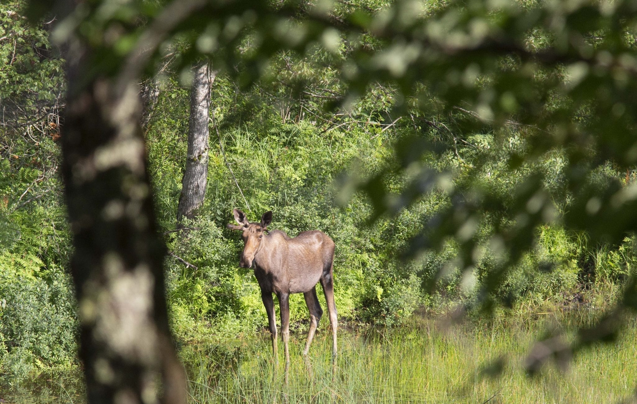 Adirondack moose population threatened but stable