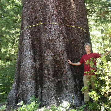 How the largest pine tree in the world was discovered in Yosemite