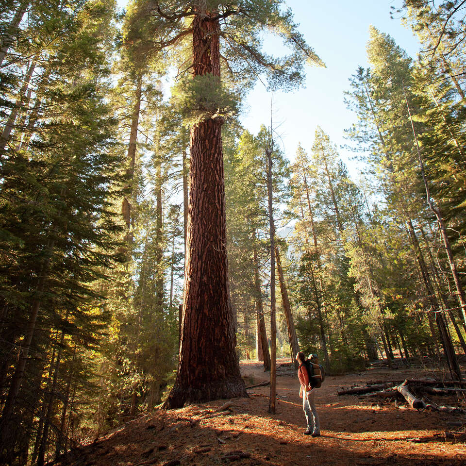 How the largest pine tree in the world was discovered in Yosemite