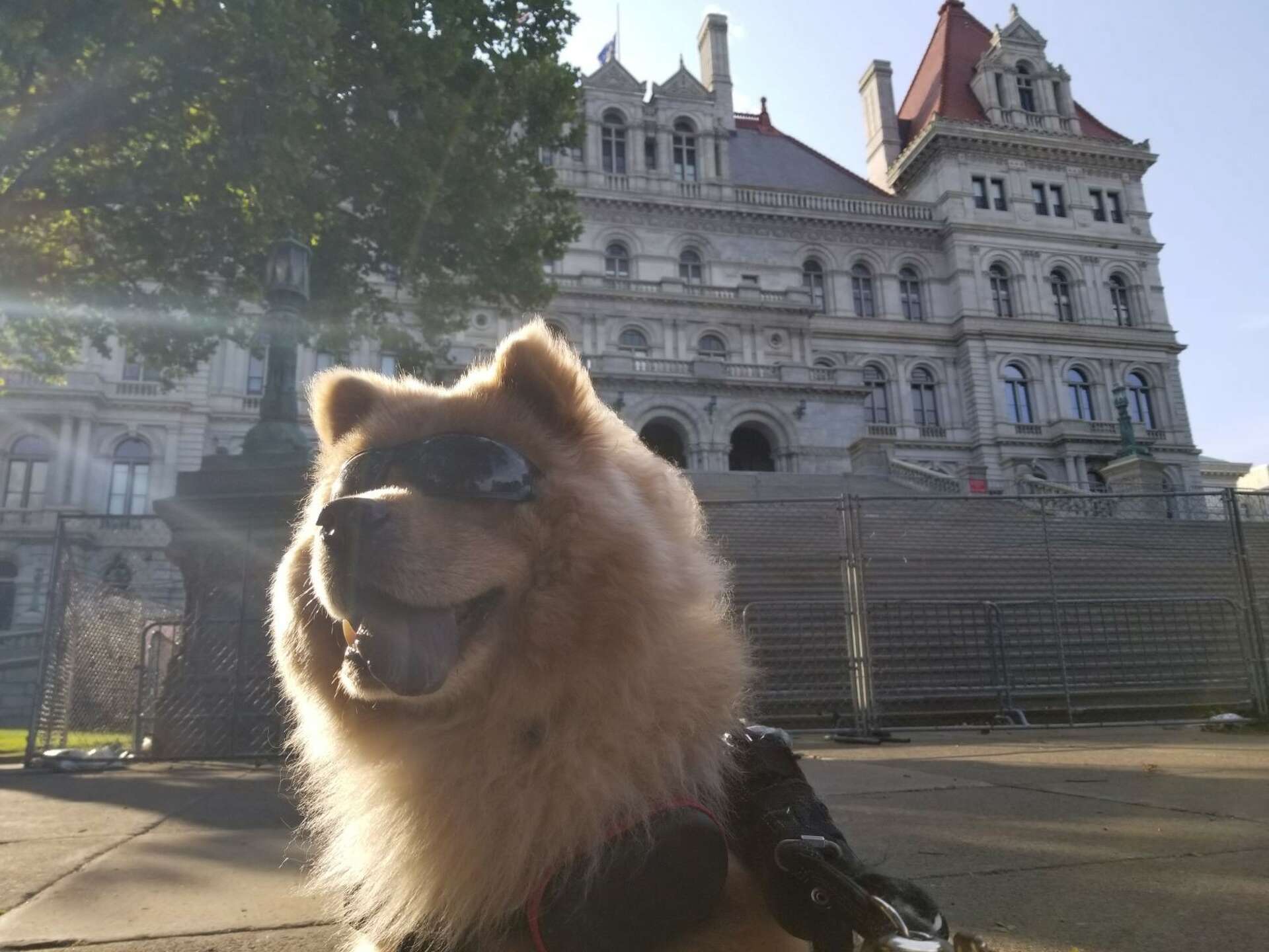 11th Hour Rescue 11th Hour Canine Rescue NY saves shelter dogs from death