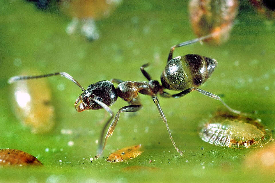 Ant invasions expected in California homes. Here's what to do