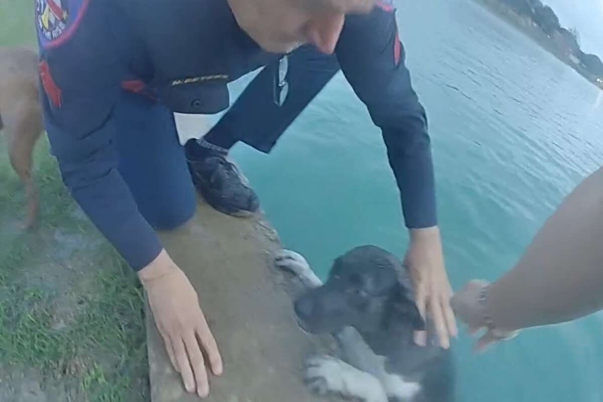 Three dogs were rescued after getting stuck in a retention pond in Manvel Monday morning. 