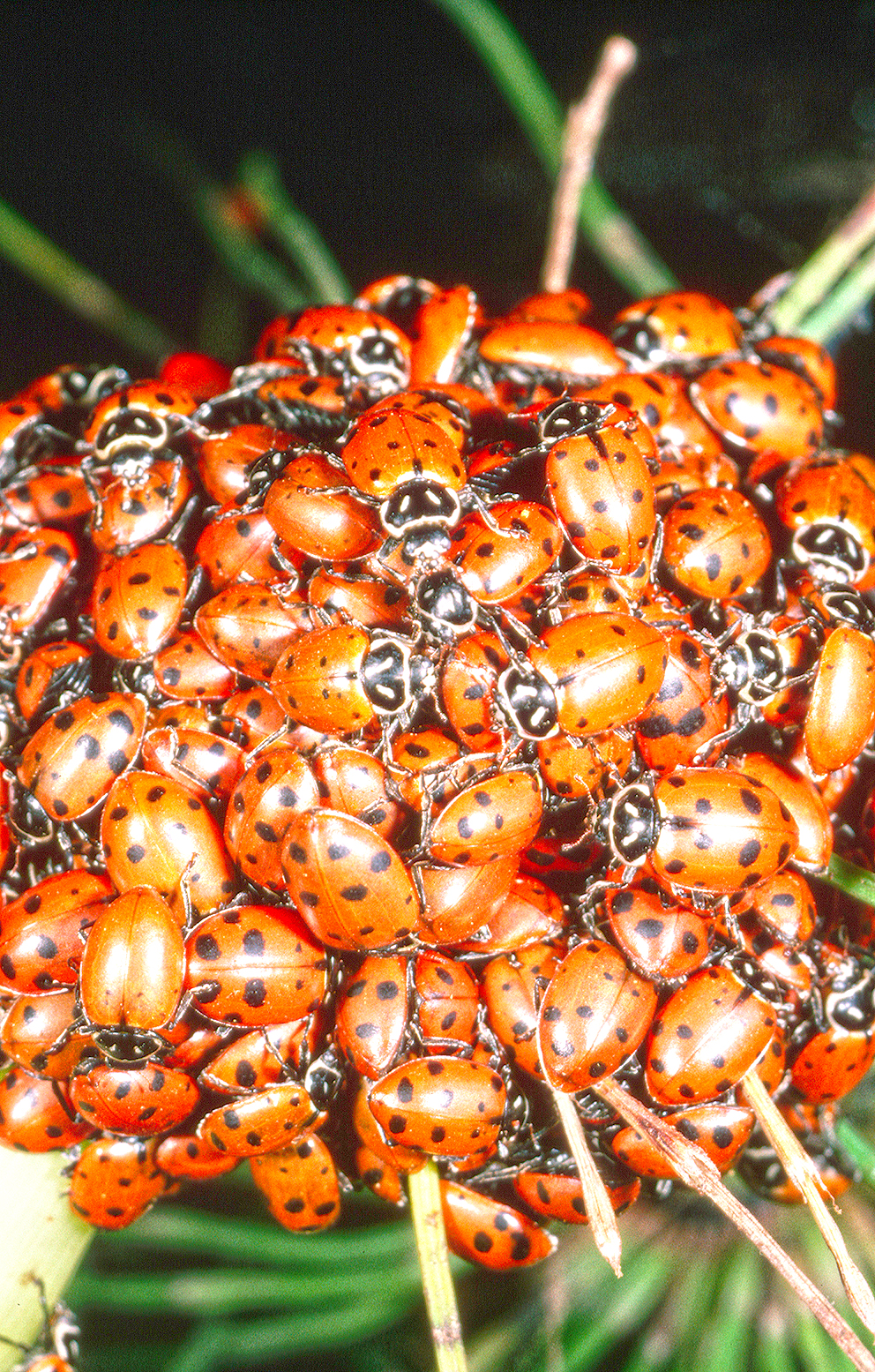 Ladybugs common site in houses as days turn colder