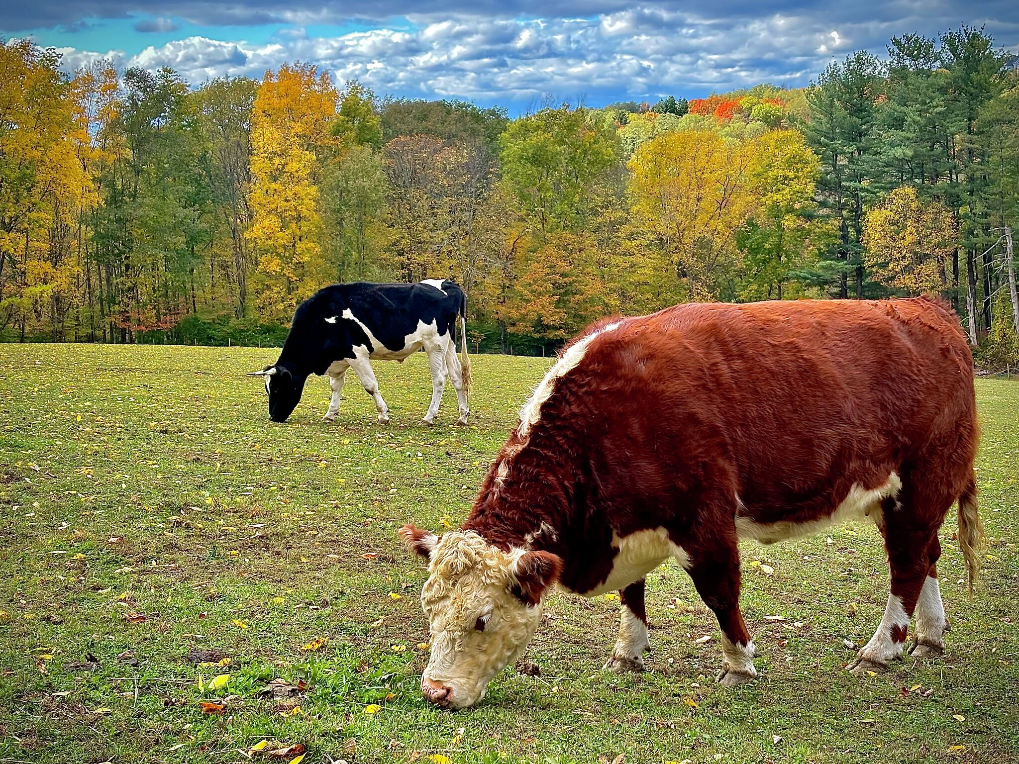 Runaway cow rescued thanks to steer who jumped fence to be with her