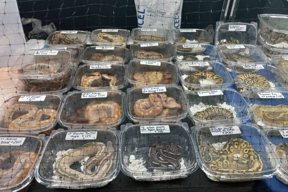 Snake Sale Display Mid-Hudson Reptile Expo draws crowds, vendors to Poughkeepsie