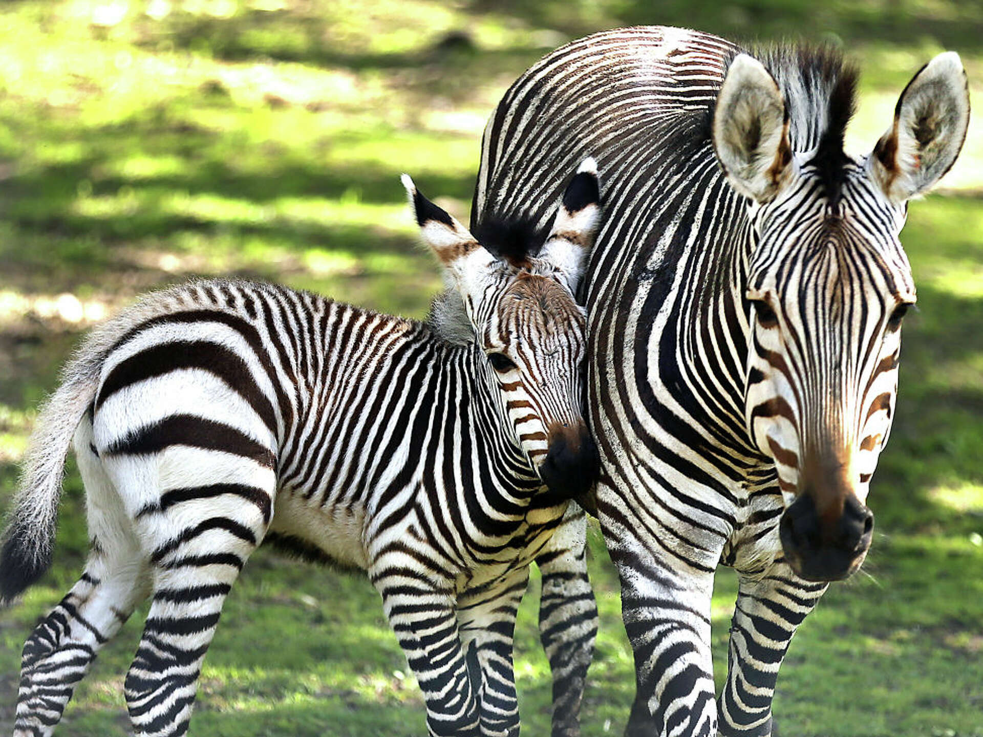 Watch: Rare mountain zebra born at Texas wildlife center