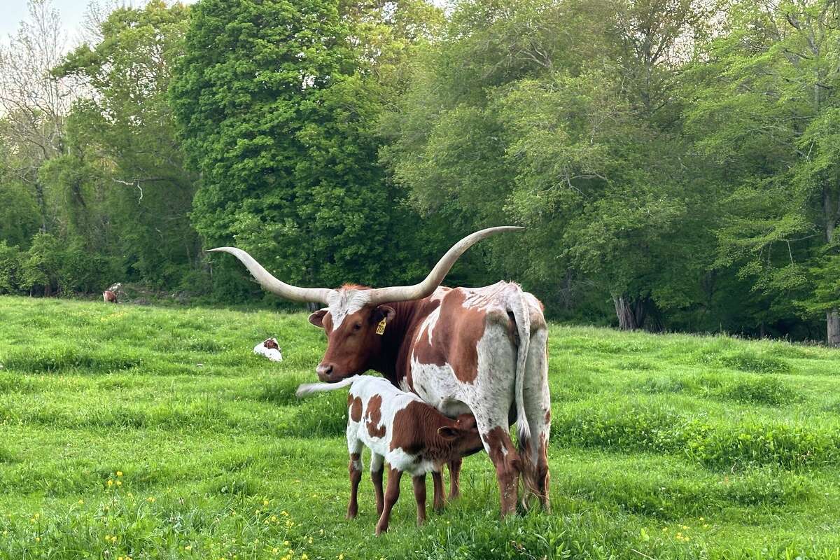 Longhorn cattle can be spotted on Owl's House in North Stonington.