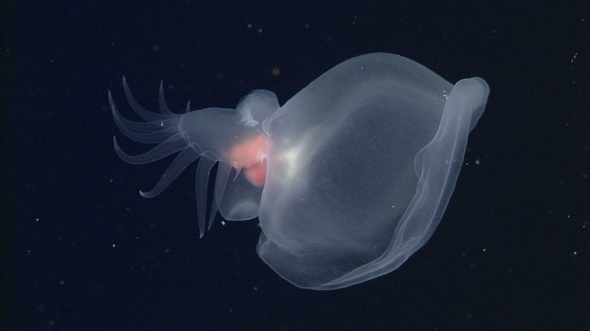 A mysterious deep-sea creature appeared in Monterey Bay. Now scientists are finally telling the world - San Francisco Chronicle image