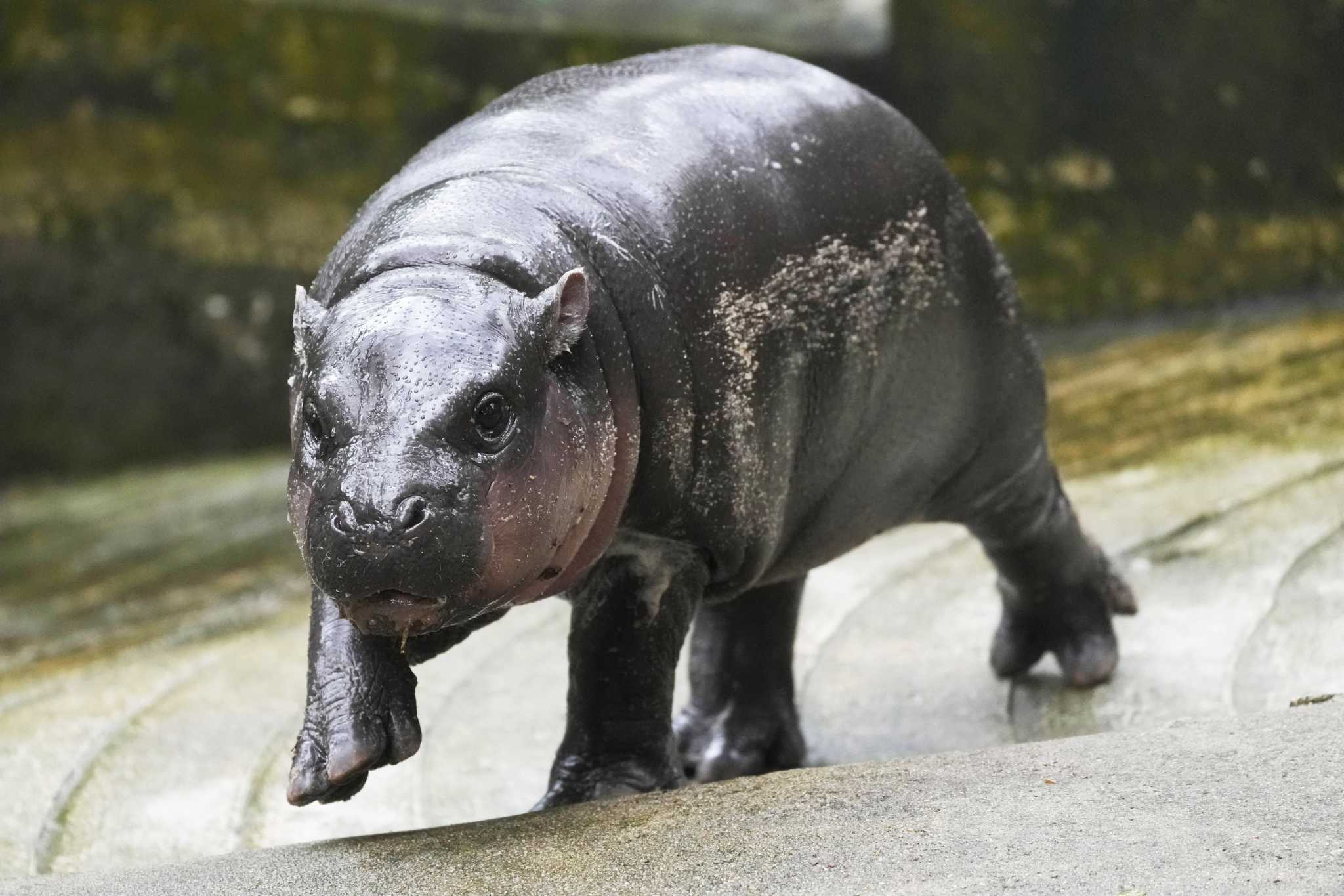 featured image thumbnail for post Thailands baby pygmy hippo Moo Deng now has an official song in 4 languages