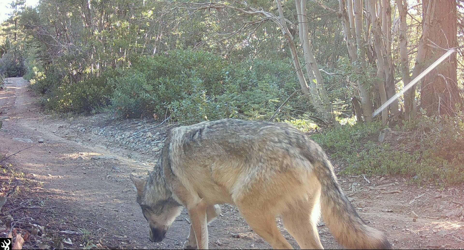 New California Wolf Pack Discovered Roaming 50 Miles From Lake Tahoe