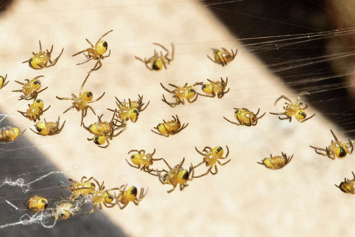 Baby spiderlings prepare to take flight.