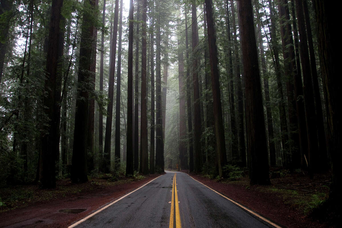 FILE - Avenue of the Giants in Redwoods State Park in Humboldt Calif., July 16, 2012.