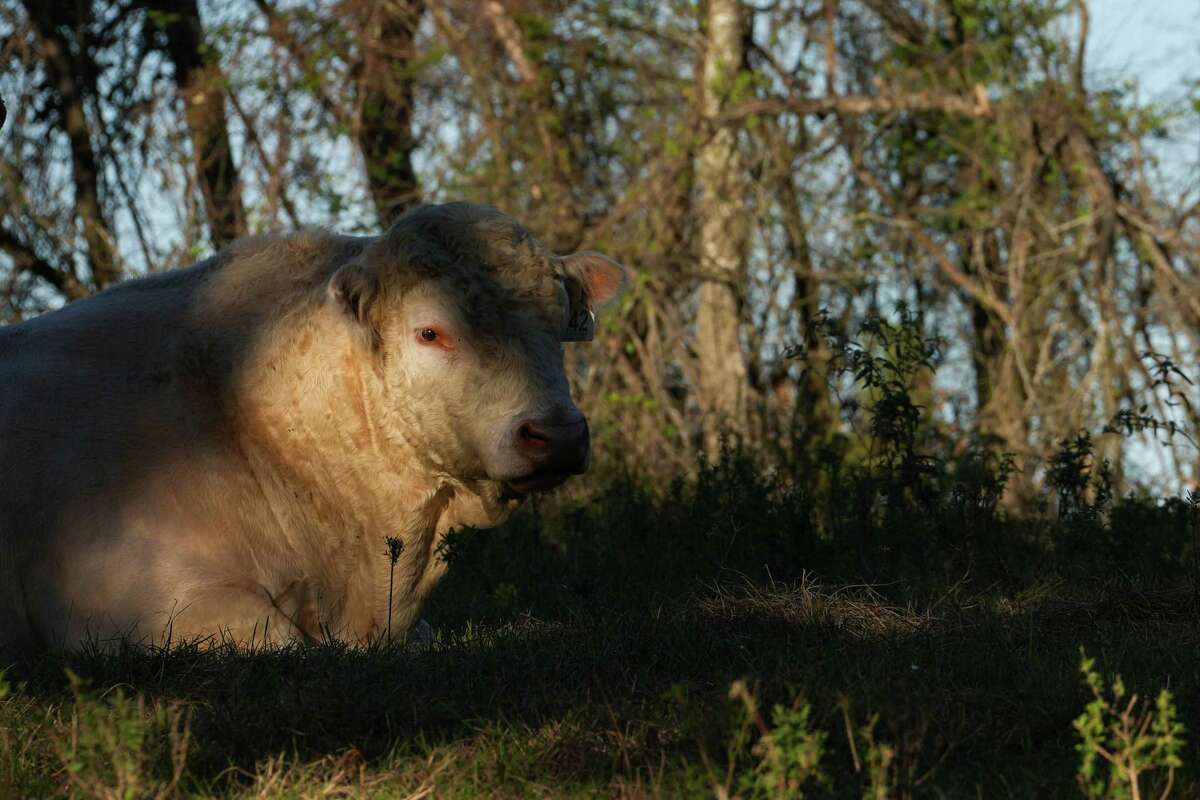 A cow watches men build homes Thursday, Nov. 21, 2024, in Fulshear.
