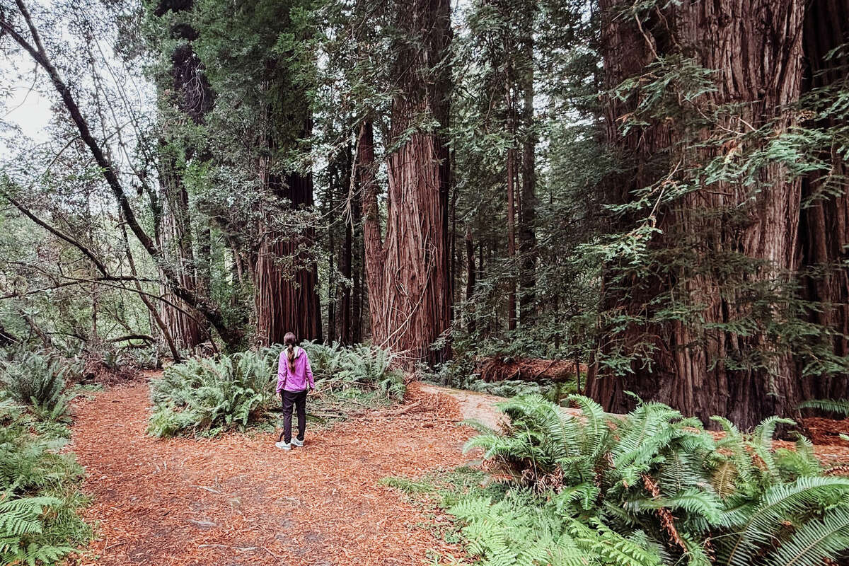 In 1964, the discovery of the world's tallest tree helped inspire what would become Redwood National Park. 