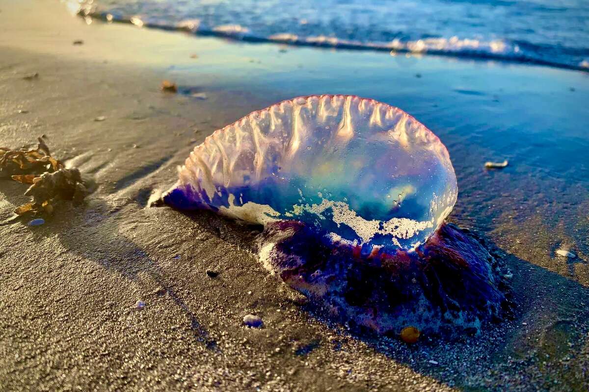 Portuguese man o' war are closely related to jellyfish but are a different species called a sighonophore.