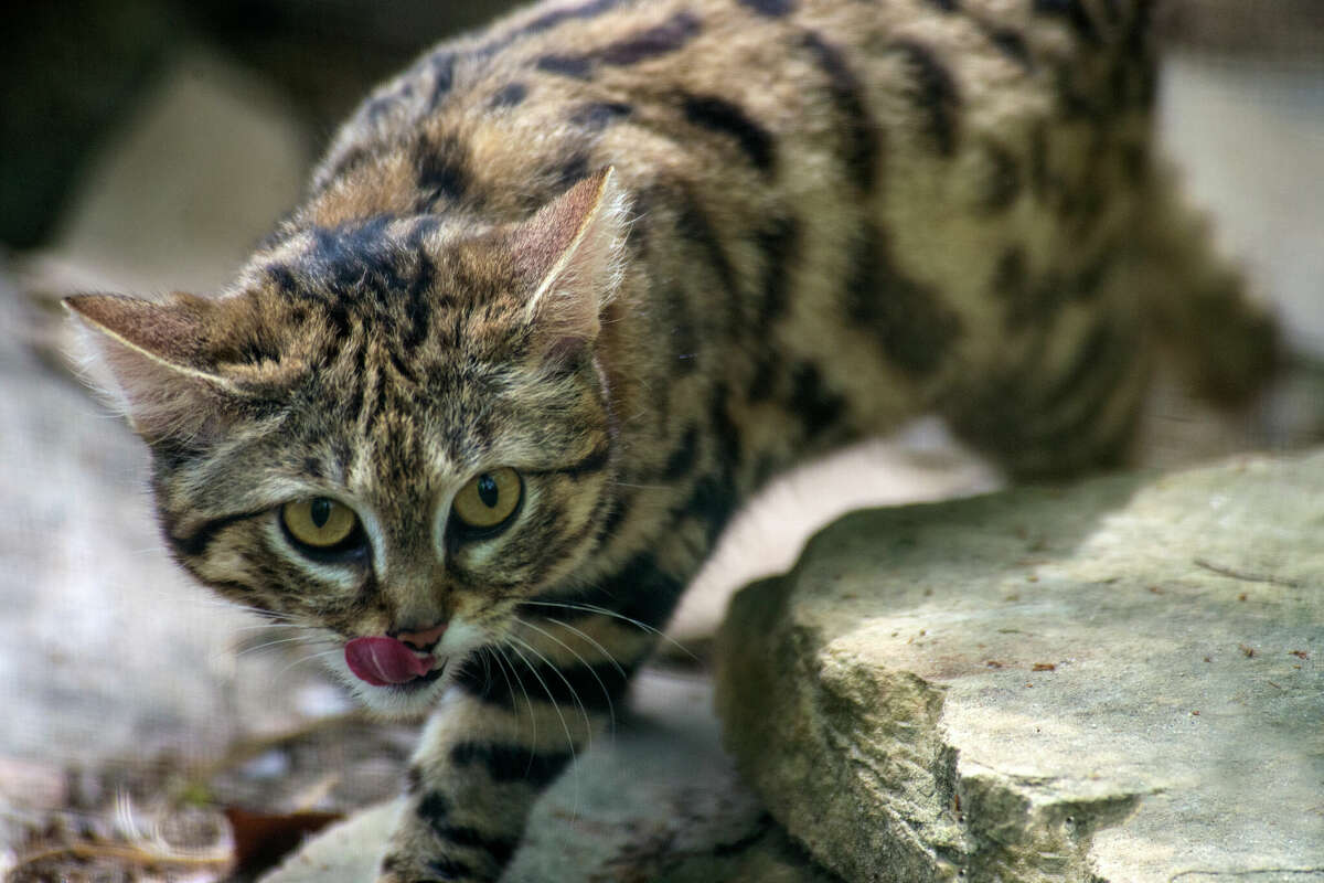 A black-footed cat. Gaia, a young member of this species, is now taking up residence at a Waco, Texas, zoo.