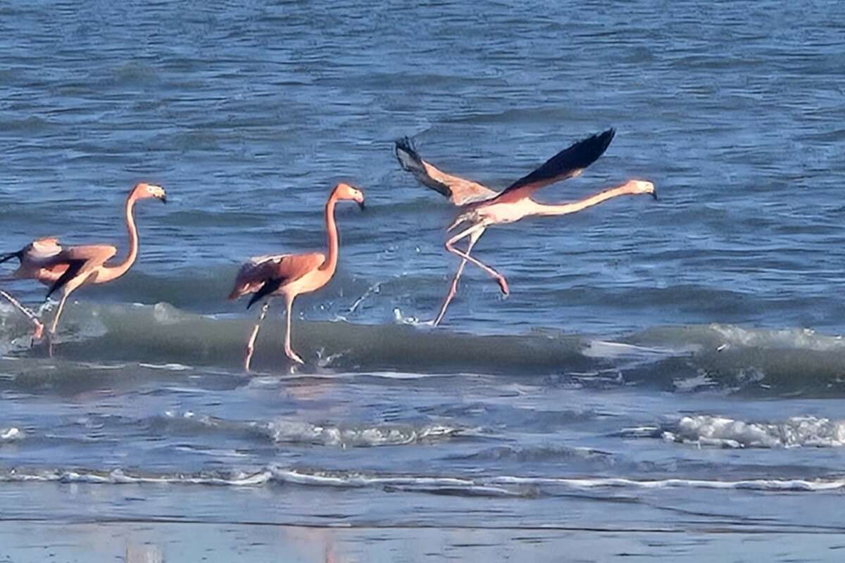 The flamingos took flight shortly after being spotted at a Bolivar Peninsula beach.