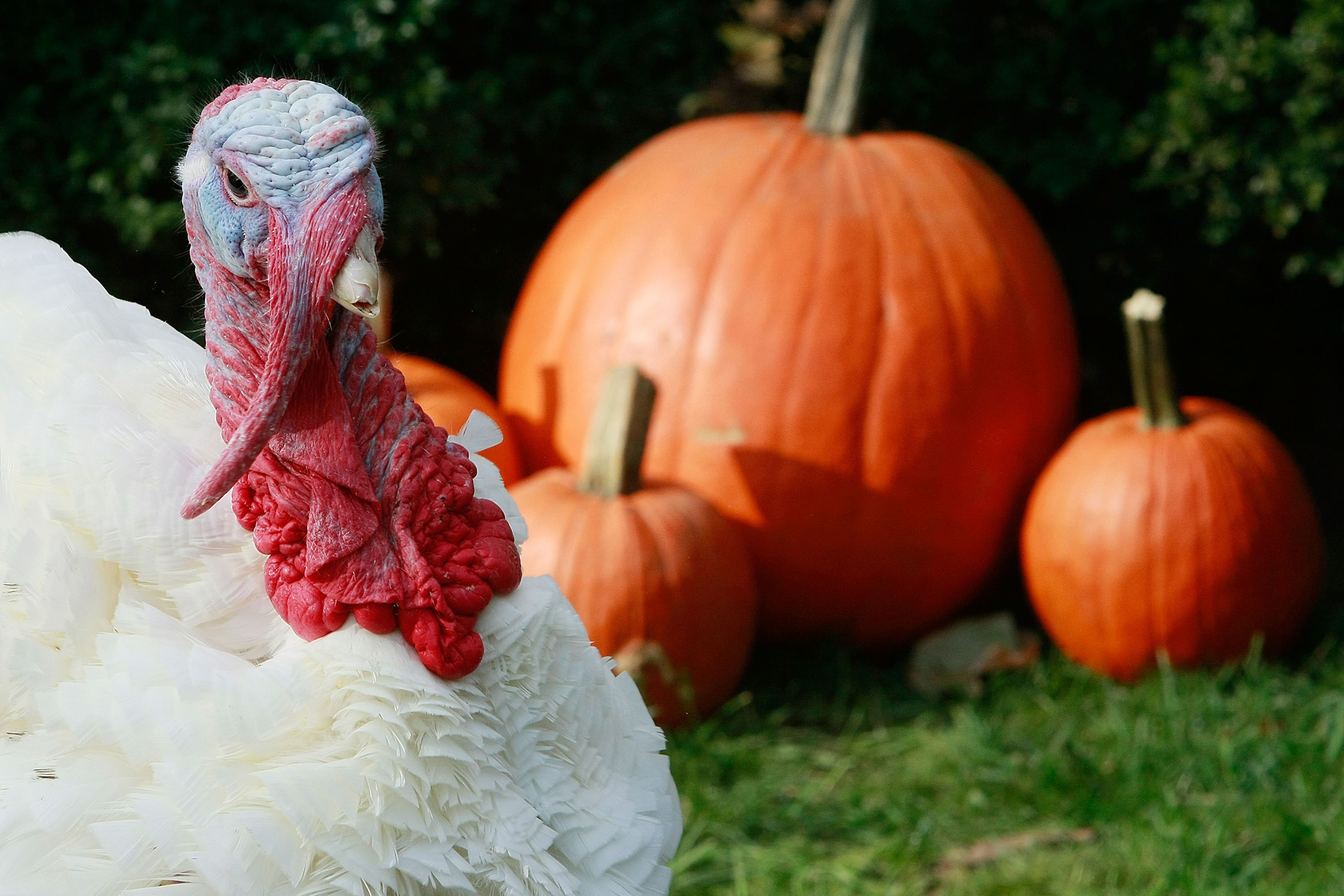 Where do the pardoned turkeys go? For years, it was Disneyland.