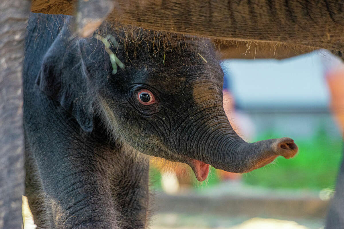 Questions were raised about Kirby the elephant's eyes, but she's perfectly fine, the Houston Zoo said. 