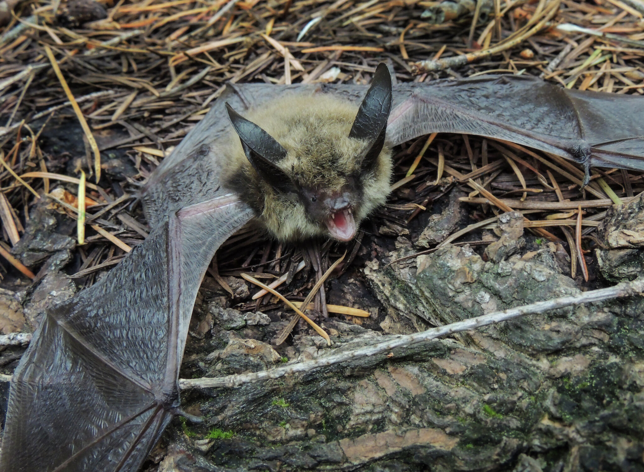 Long-eared myotis bat in Northern California, hibernating in the Sierra foothills.