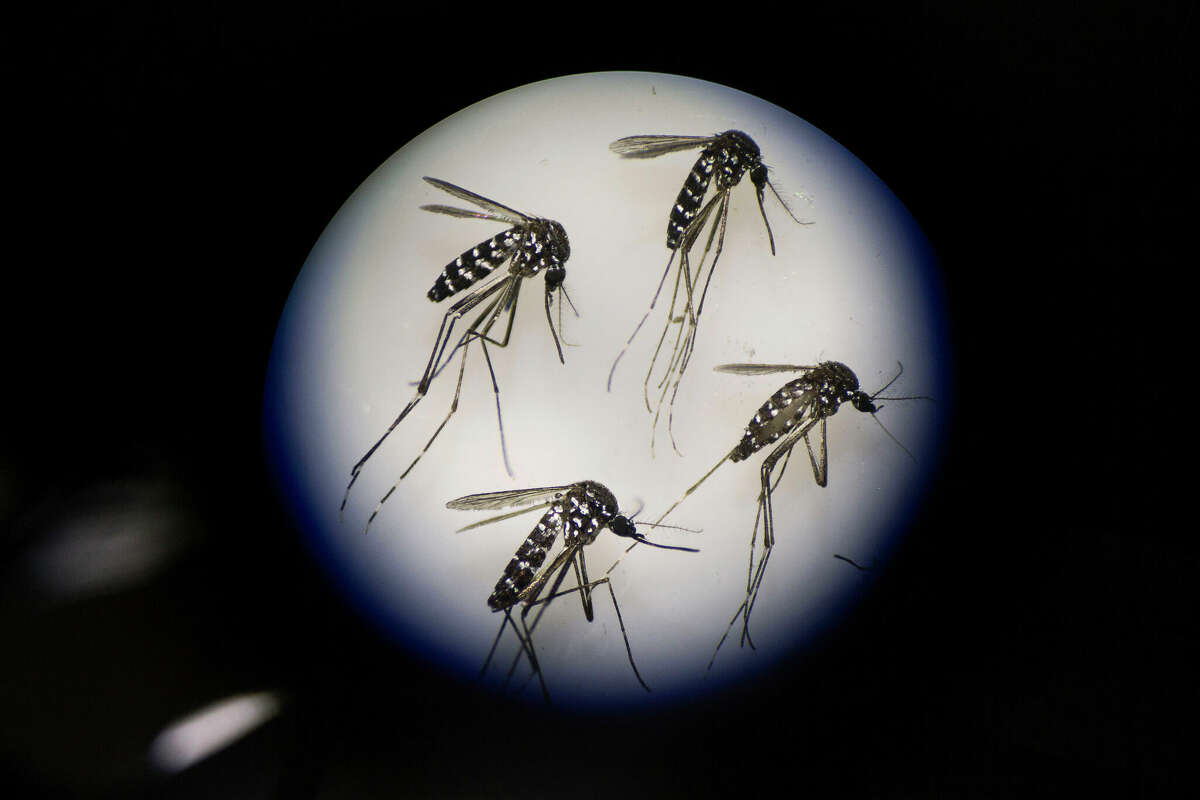 Adult female mosquitos are seen uder a microscope at the Sun Yat-Sen University-Michigan University Joint Center of Vector Control for Tropical Disease on June 21, 2016 in Guangzhou, China. 