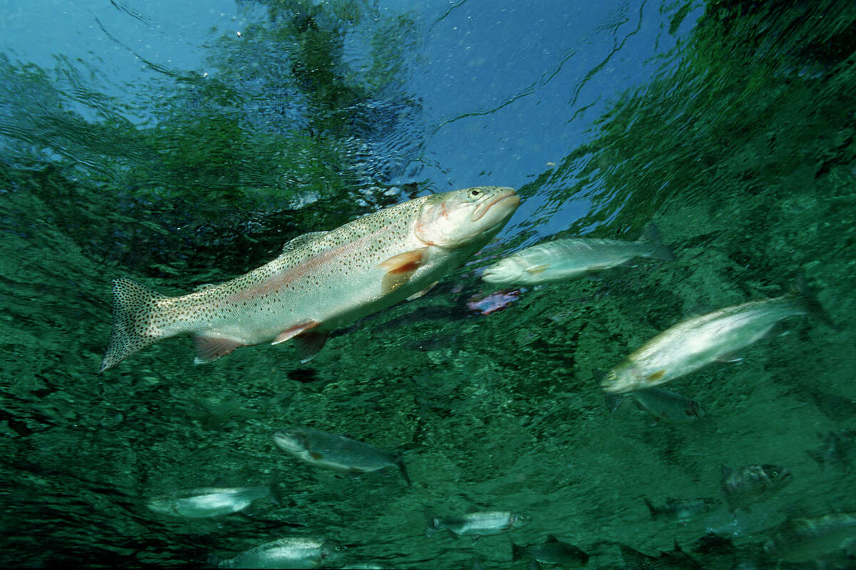 Texas officials have begun stocking bodies of water with rainbow trout for the season.