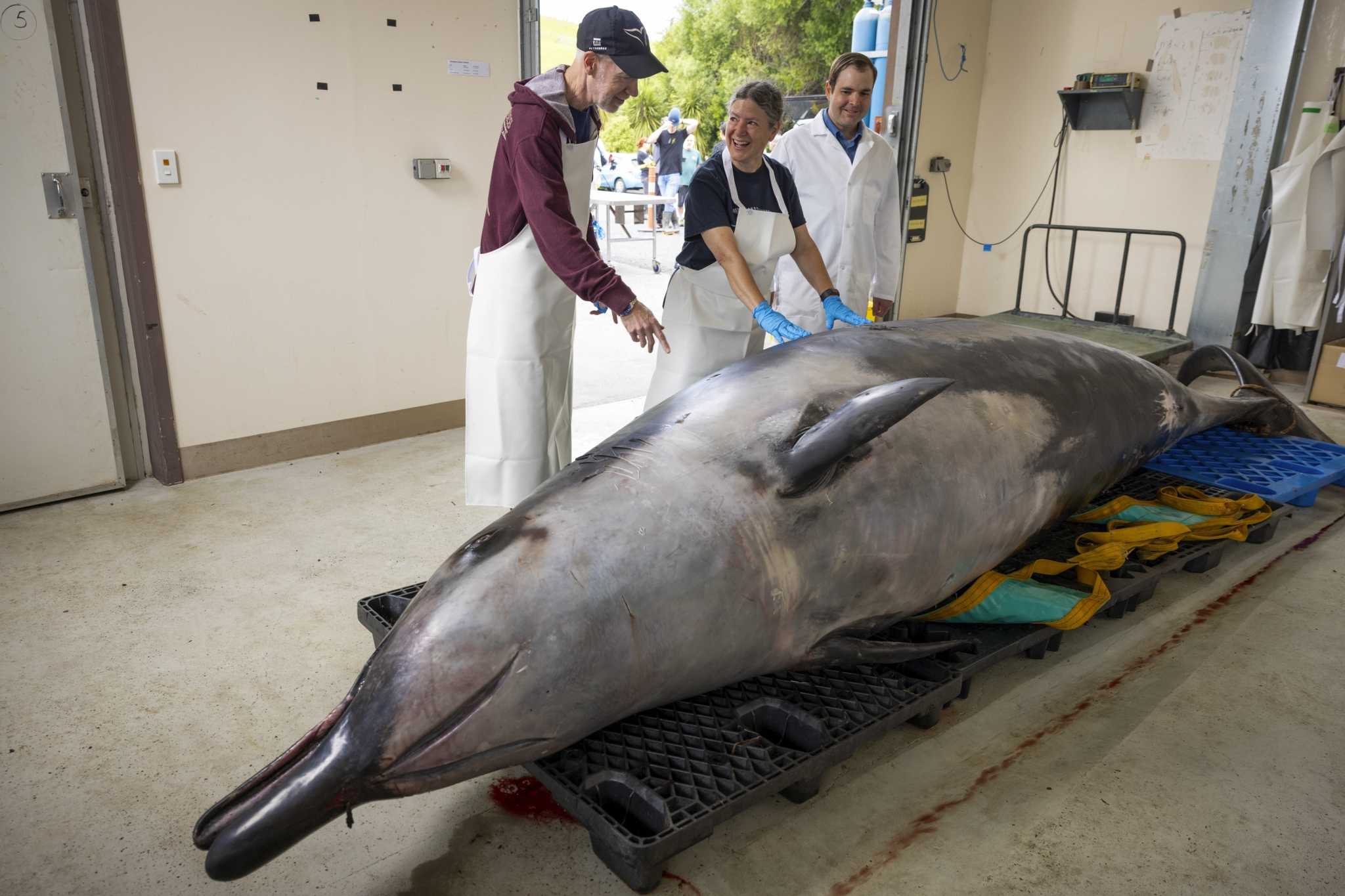 This Whale Species Is So Rare It's Never Been Seen Alive. A Dissection ...