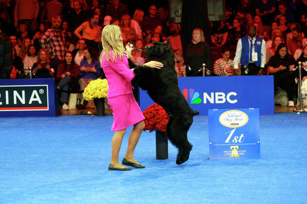 Connecticut dog wins at the 2024 National Dog Show