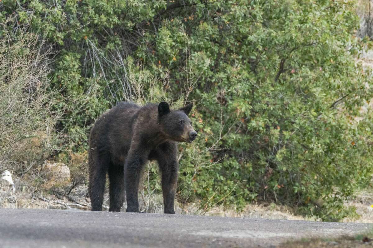 The Double Diamond neighborhood in Alpine, Texas, is under 'bear watch' after the Texas Parks and Wildlife Department received multiple reports of a black bear. 