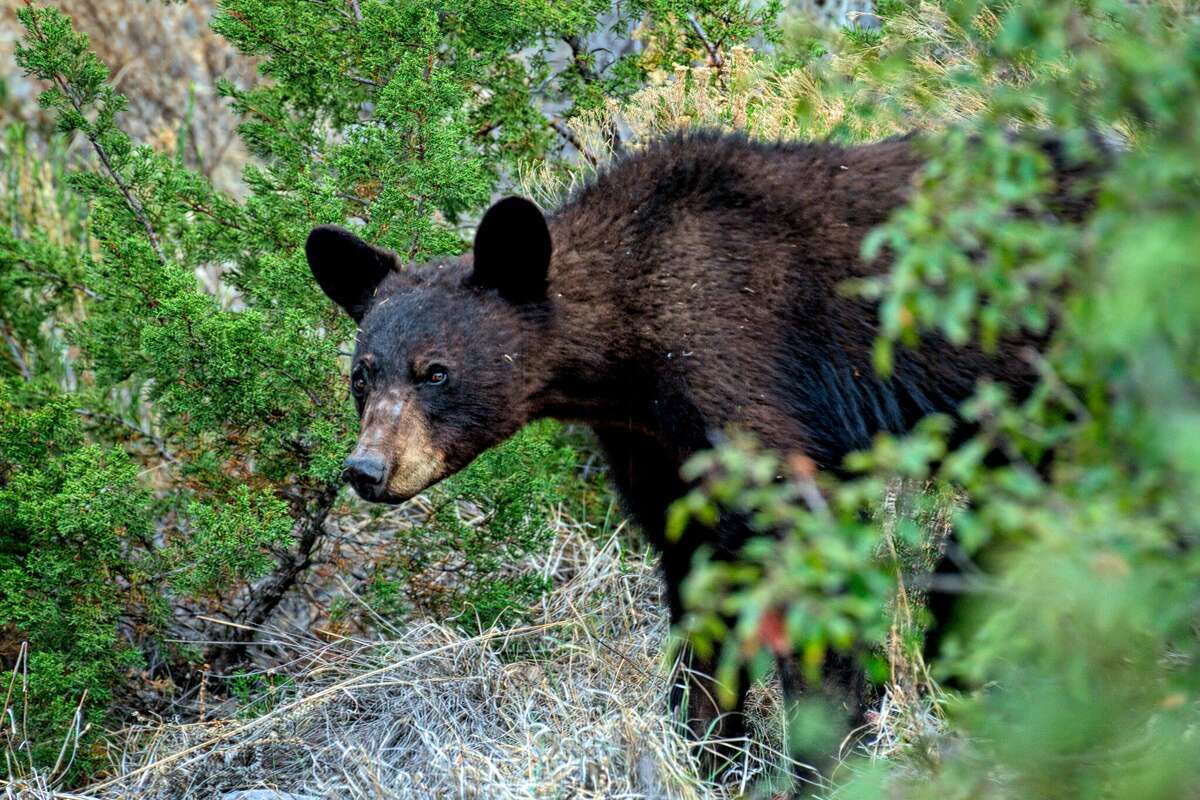 The Double Diamond neighborhood in Alpine, Texas, is under 'bear watch' after the Texas Parks and Wildlife Department received multiple reports of a black bear. 