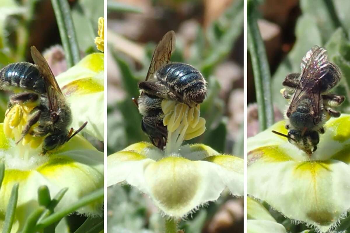 Scientists said Andrena androfovea has an affinity to plants in the tomato family. 