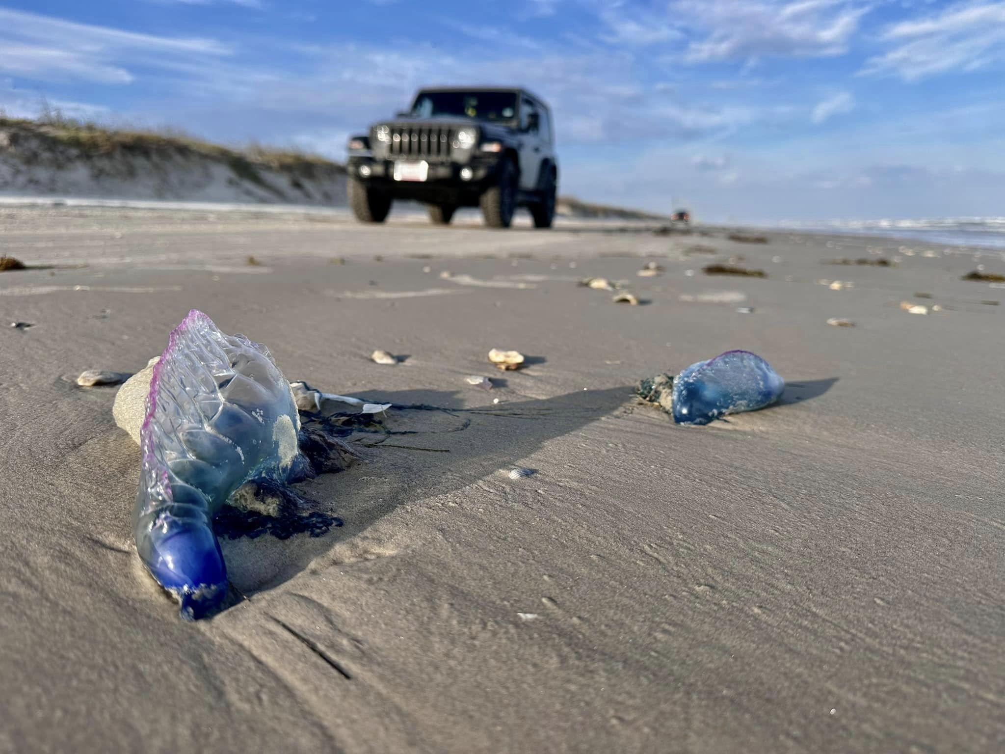 Thousands of venomous creatures washing up on Texas beaches