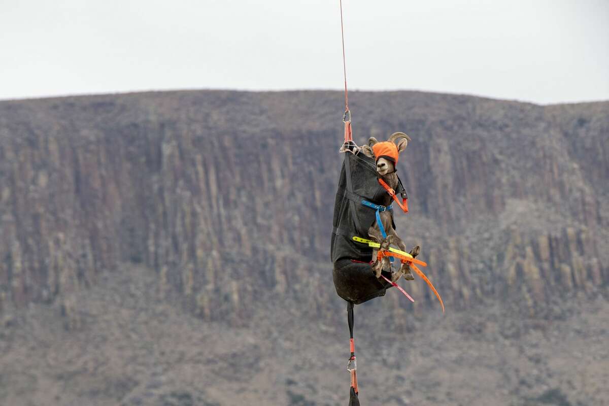 Desert bighorn sheep were captured from the Elephant Mountain Wildlife Management Area to be released at Franklin Mountains State Park today. 